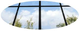 windows and trees